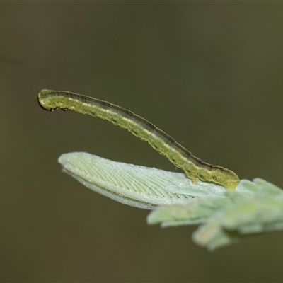 Geometridae (family) IMMATURE at Bruce, ACT - 31 Oct 2025 by AlisonMilton