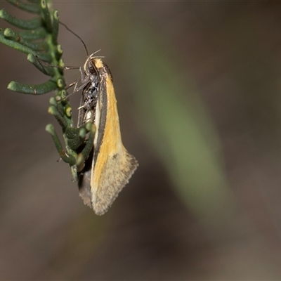 Philobota undescribed species near arabella (A concealer moth) at Bruce, ACT - 31 Oct 2025 by AlisonMilton