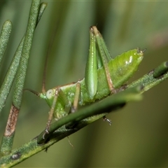 Conocephalus semivittatus (Meadow katydid) at Bruce, ACT - 31 Oct 2025 by AlisonMilton