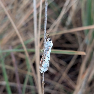 Utetheisa pulchelloides (Heliotrope Moth) at Franklin, ACT - 1 Nov 2025 by chriselidie
