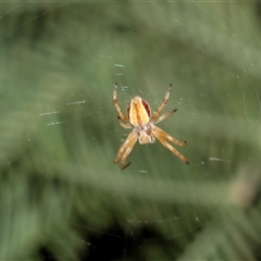 Unverified Orb-weaving spider (several families) at Bruce, ACT - 31 Oct 2025 by AlisonMilton