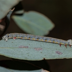 Chlenias (genus) (A looper moth) at Bruce, ACT - 31 Oct 2025 by AlisonMilton