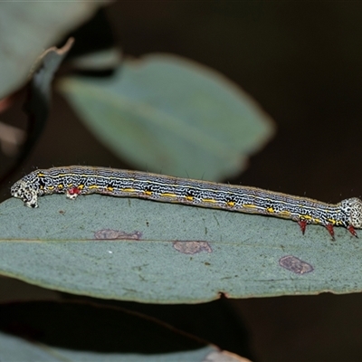 Chlenias (genus) (A looper moth) at Bruce, ACT - 31 Oct 2025 by AlisonMilton