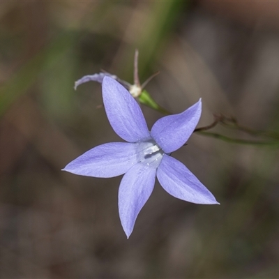 Wahlenbergia capillaris (Tufted Bluebell) at Bruce, ACT - 31 Oct 2025 by AlisonMilton