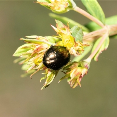 Chrysolina quadrigemina (Greater St Johns Wort beetle) at Hawker, ACT - 2 Nov 2025 by AlisonMilton