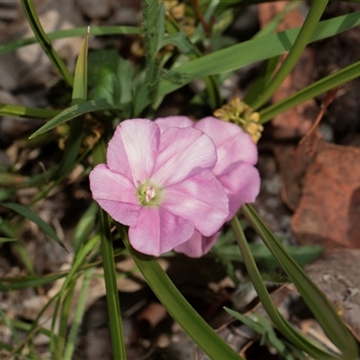 Convolvulus angustissimus (Pink Bindweed) at Hawker, ACT - 2 Nov 2025 by AlisonMilton
