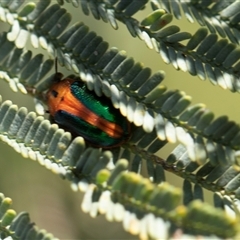 Calomela curtisi (Acacia leaf beetle) at Weetangera, ACT - 2 Nov 2025 by AlisonMilton