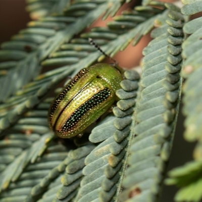 Calomela vittata (Acacia leaf beetle) at Weetangera, ACT - 2 Nov 2025 by AlisonMilton