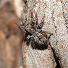 Servaea incana at Weetangera, ACT - 2 Nov 2025 by AlisonMilton