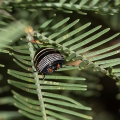 Ellipsidion australe (Austral Ellipsidion cockroach) at Bruce, ACT - 31 Oct 2025 by AlisonMilton