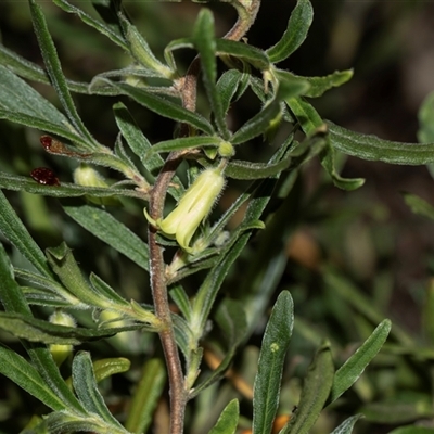Billardiera scandens (Hairy Apple Berry) at Bruce, ACT - 31 Oct 2025 by AlisonMilton