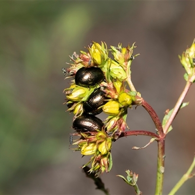 Chrysolina quadrigemina (Greater St Johns Wort beetle) at Weetangera, ACT - 2 Nov 2025 by AlisonMilton
