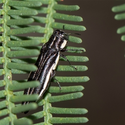 Agrilus hypoleucus (Hypoleucus jewel beetle) at Bruce, ACT - 31 Oct 2025 by AlisonMilton