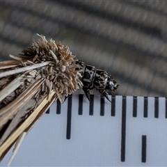 Psychidae (family) IMMATURE at Gungahlin, ACT - 1 Nov 2025 by chriselidie