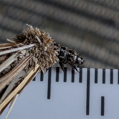 Psychidae (family) IMMATURE at Gungahlin, ACT - 1 Nov 2025 by chriselidie