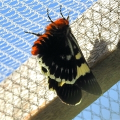 Phalaenoides glycinae (Grapevine Moth) at Aranda, ACT - 2 Nov 2025 by KMcCue