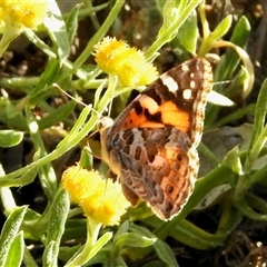 Vanessa kershawi (Australian Painted Lady) at Aranda, ACT - 2 Nov 2025 by KMcCue