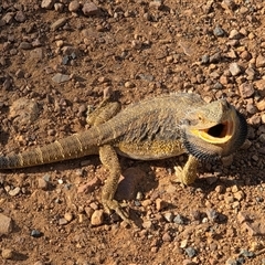 Pogona barbata (Eastern Bearded Dragon) at Jerrabomberra, NSW - 30 Oct 2025 by FeralGhostbat