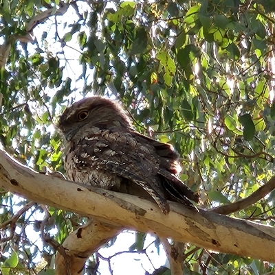 Podargus strigoides (Tawny Frogmouth) at Fyshwick, ACT - 1 Nov 2025 by Tawny4