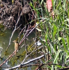 Acrocephalus australis (Australian Reed-Warbler) at Fyshwick, ACT - 1 Nov 2025 by Tawny4