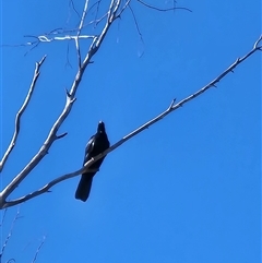 Eudynamys orientalis at Kingston, ACT - 1 Nov 2025 by Tawny4