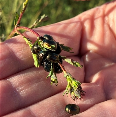 Chrysolina quadrigemina (Greater St Johns Wort beetle) at Burra, NSW - 2 Nov 2025 by Molang