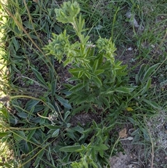 Potentilla recta (Sulphur Cinquefoil) at Taylor, ACT - 2 Nov 2025 by MattM