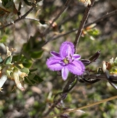 Thysanotus patersonii (Twining Fringe Lily) at Conder, ACT - 18 Oct 2025 by Shazw
