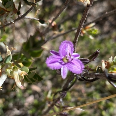 Thysanotus patersonii (Twining Fringe Lily) at Conder, ACT - 18 Oct 2025 by Shazw