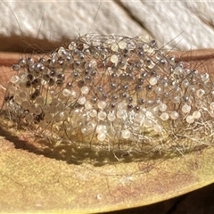 Anestia (genus) (A tiger moth) at Theodore, ACT - 2 Nov 2025 by Cardy