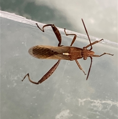 Melanacanthus scutellaris (Small brown bean bug) at Theodore, ACT - 22 Oct 2025 by Cardy