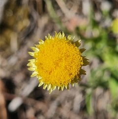 Coronidium scorpioides (Button Everlasting) at Aranda, ACT - 2 Nov 2025 by WalkYonder