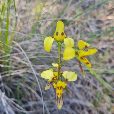 Diuris sulphurea (Tiger Orchid) at Aranda, ACT - 2 Nov 2025 by WalkYonder