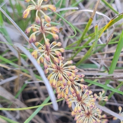Lomandra multiflora (Many-flowered Matrush) at Aranda, ACT - 2 Nov 2025 by WalkYonder