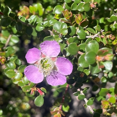 Leptospermum rotundifolium at Tianjara, NSW - 2 Nov 2025 by JaneR