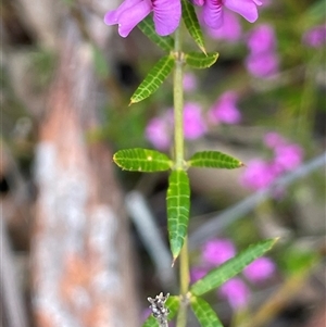 Mirbelia rubiifolia at Tianjara, NSW - Yesterday by JaneR