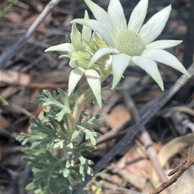 Unverified Plant at Tianjara, NSW - 2 Nov 2025 by JaneR