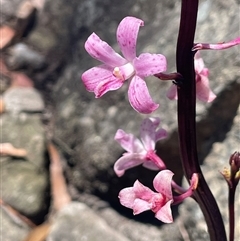 Dipodium roseum (Rosy Hyacinth Orchid) at Tianjara, NSW - 2 Nov 2025 by JaneR