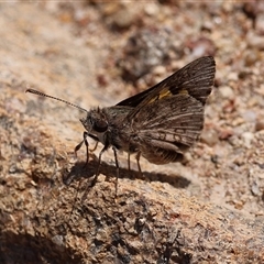 Trapezites phigalioides at Theodore, ACT - 2 Nov 2025 by ChrisChapman