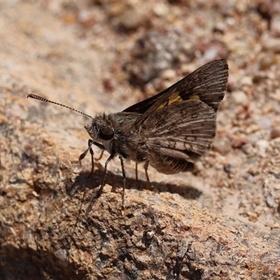 Trapezites phigalioides at Theodore, ACT - 2 Nov 2025 by ChrisChapman