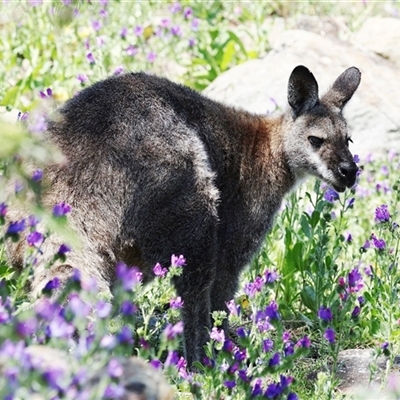 Notamacropus rufogriseus at Calwell, ACT - 2 Nov 2025 by ChrisChapman