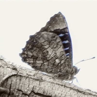 Ogyris olane at Calwell, ACT - 1 Nov 2025 by JohnBundock