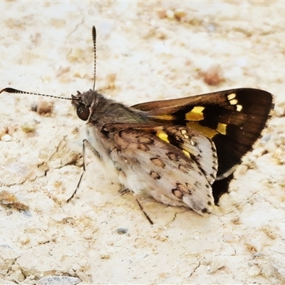 Trapezites phigalioides (Montane Ochre) at Conder, ACT - 1 Nov 2025 by JohnBundock