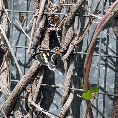 Phalaenoides glycinae (Grapevine Moth) at Mount Kembla, NSW - 2 Nov 2025 by BackyardHabitatProject