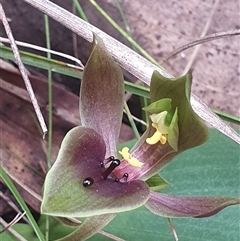 Chiloglottis valida (Large Bird Orchid) at Tennent, ACT - 1 Nov 2025 by Bubbles