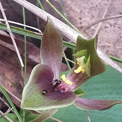 Chiloglottis valida (Large Bird Orchid) at Tennent, ACT - 1 Nov 2025 by Bubbles