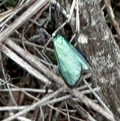 Pollanisus (genus) (A Forester Moth) at Kambah, ACT - 31 Oct 2025 by MargD