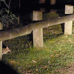 Perameles nasuta at South Hobart, TAS - 2 Nov 2025 by VanessaC