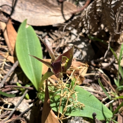 Chiloglottis valida (Large Bird Orchid) at Goobarragandra, NSW - 1 Nov 2025 by dgb900