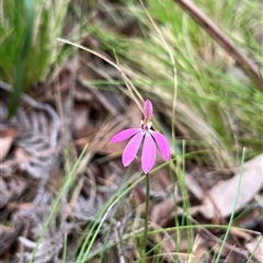 Caladenia carnea (Pink Fingers) at Brindabella, NSW - 1 Nov 2025 by dgb900